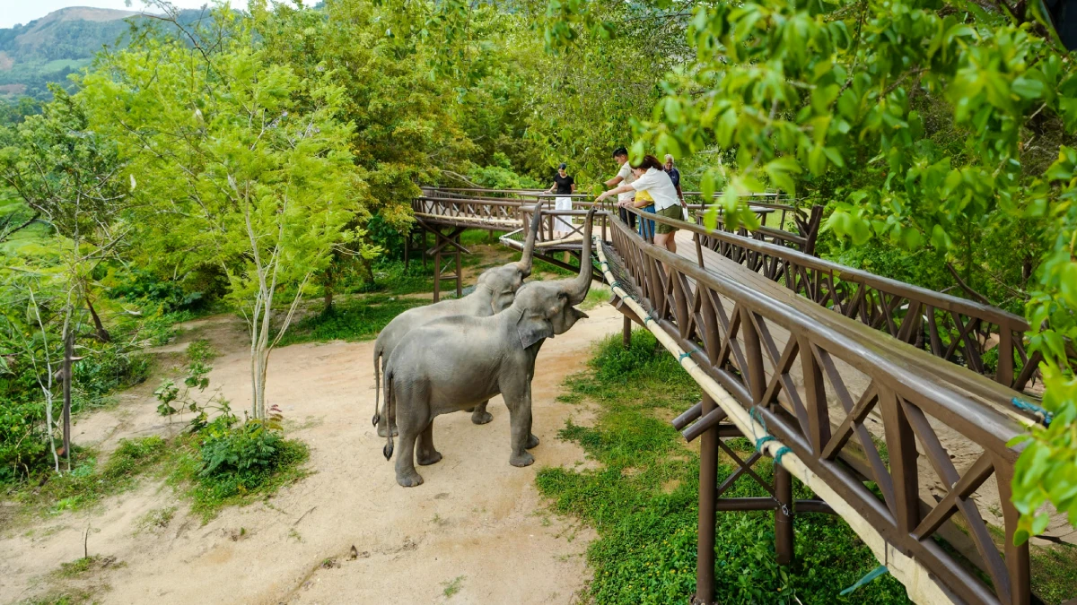 Hand-off Experience at Samui Elephant Kingdom