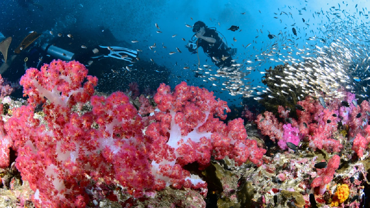 Similan Islands Liveaboard 2 Days 1 Night