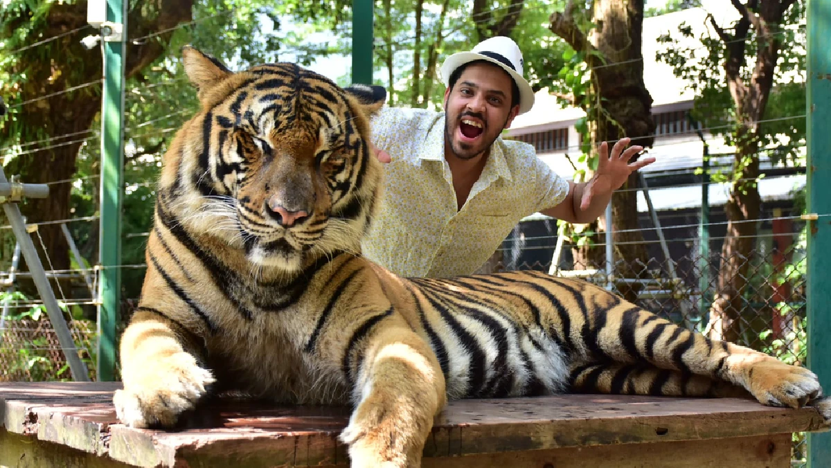 Tiger Kingdom Phuket with Transfer