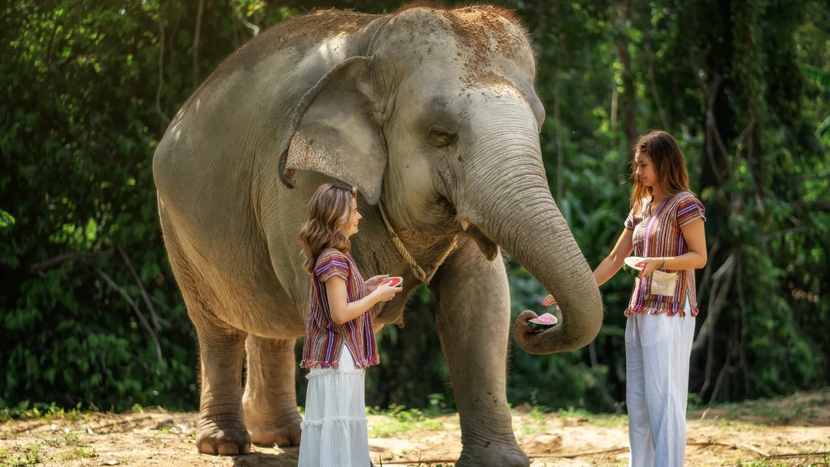 Elephant Jungle Sanctuary Samui