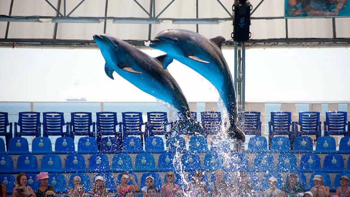 Pattaya Dolphinarium