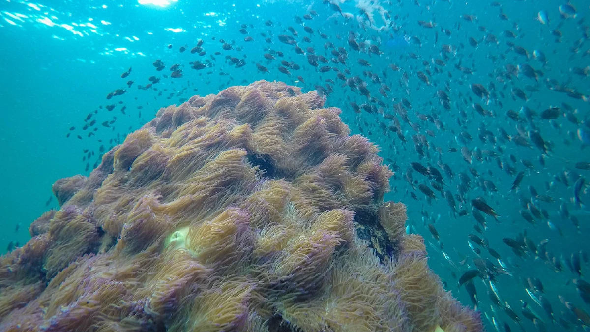 Snorkeling day trip to Chumphon islands