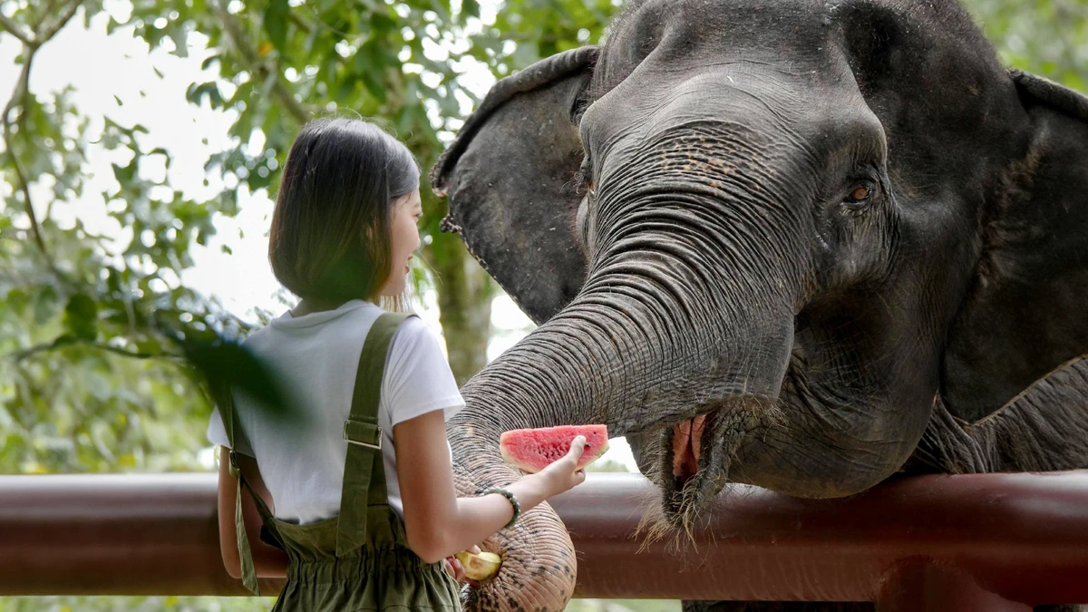 Hand-Off Elephant Care Activity at Phuket Elephant Sanctuary