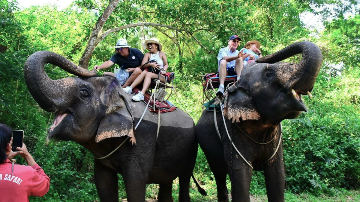 Elephant Trekking Pattaya