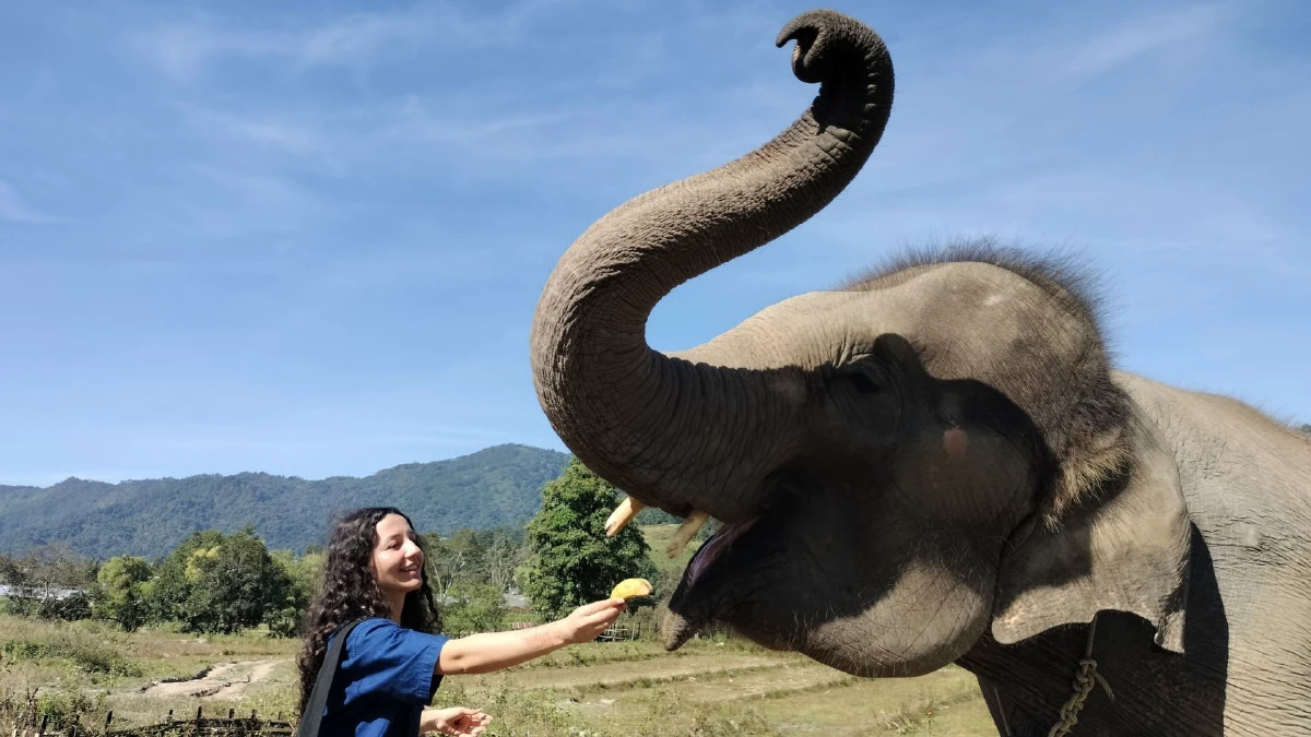 กิจกรรมดูแลช้างที่พัทยา Living Green Elephant Sanctuary 