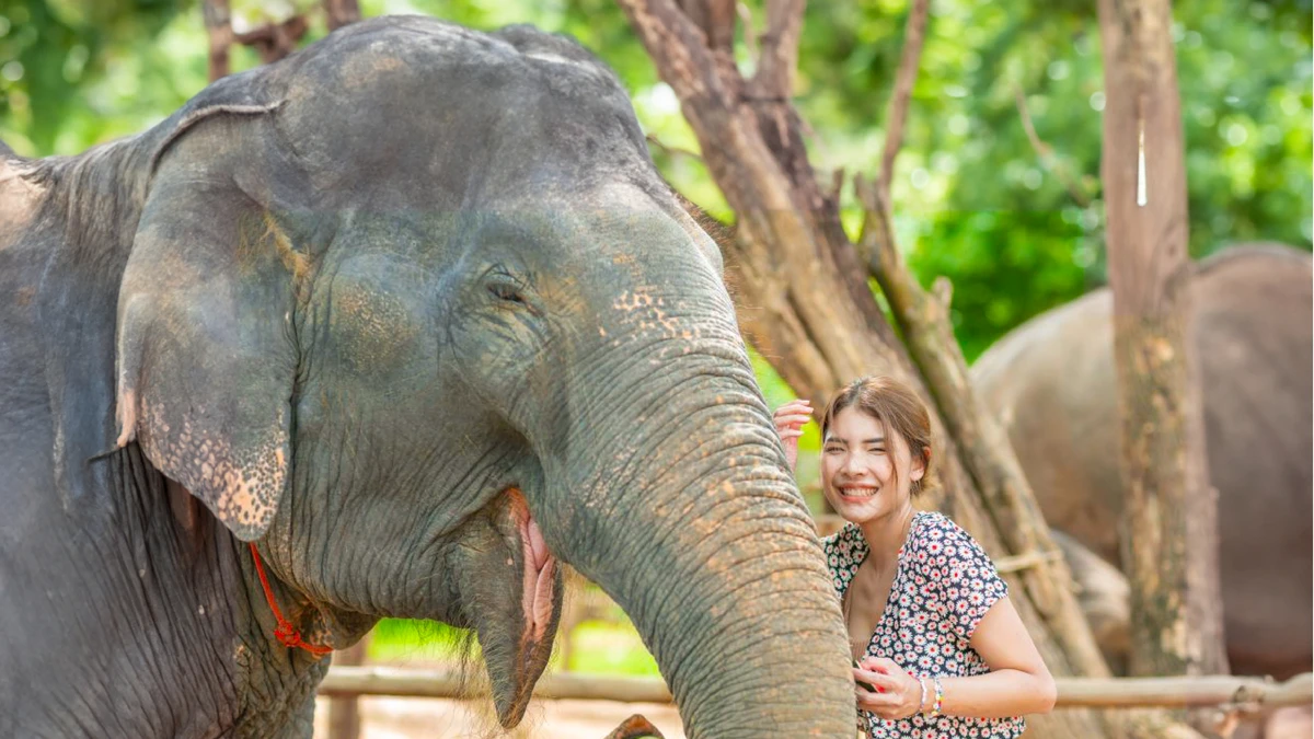 Elephant Jungle Sanctuary Phuket