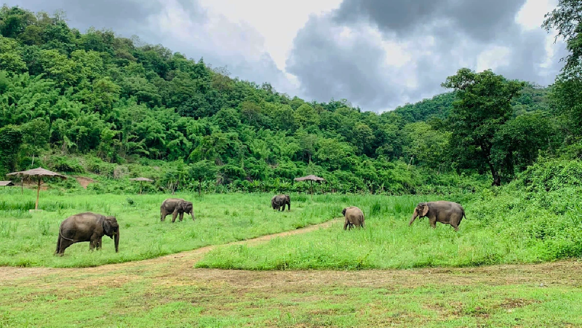 Herds of elephants in Chiang Mai at Lanna Kingdom Elephant Sanctuary