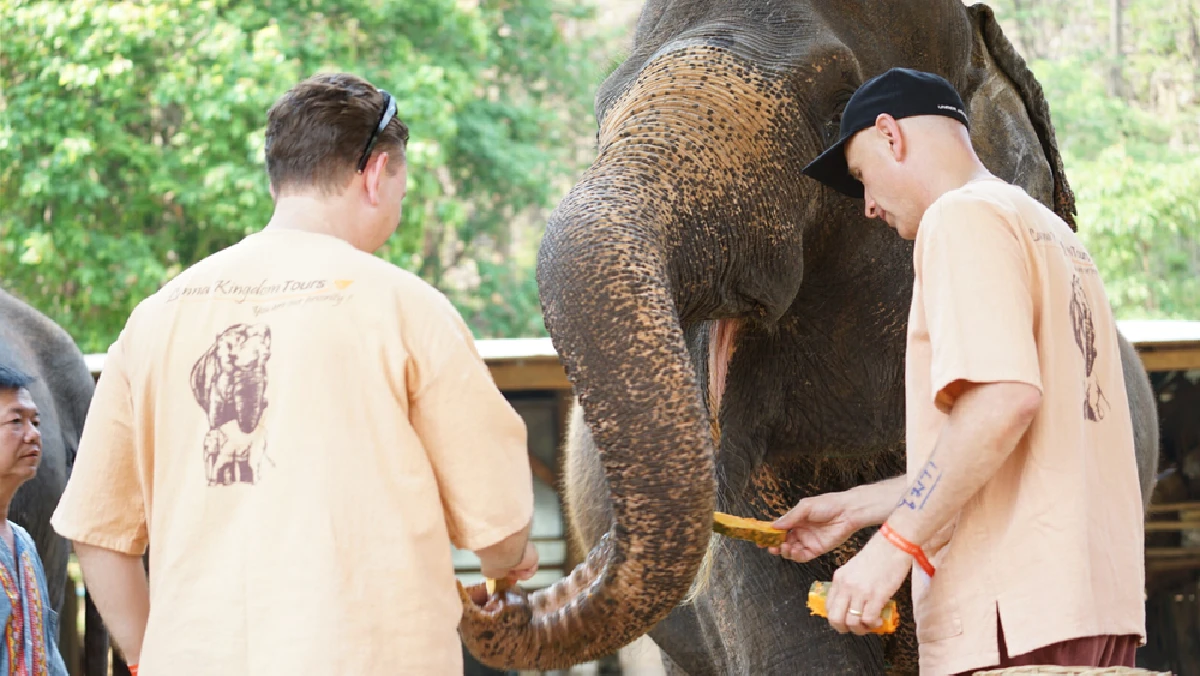 Two men feeding elephants in Chiang Mai at Lanna Kingdom Elephant 