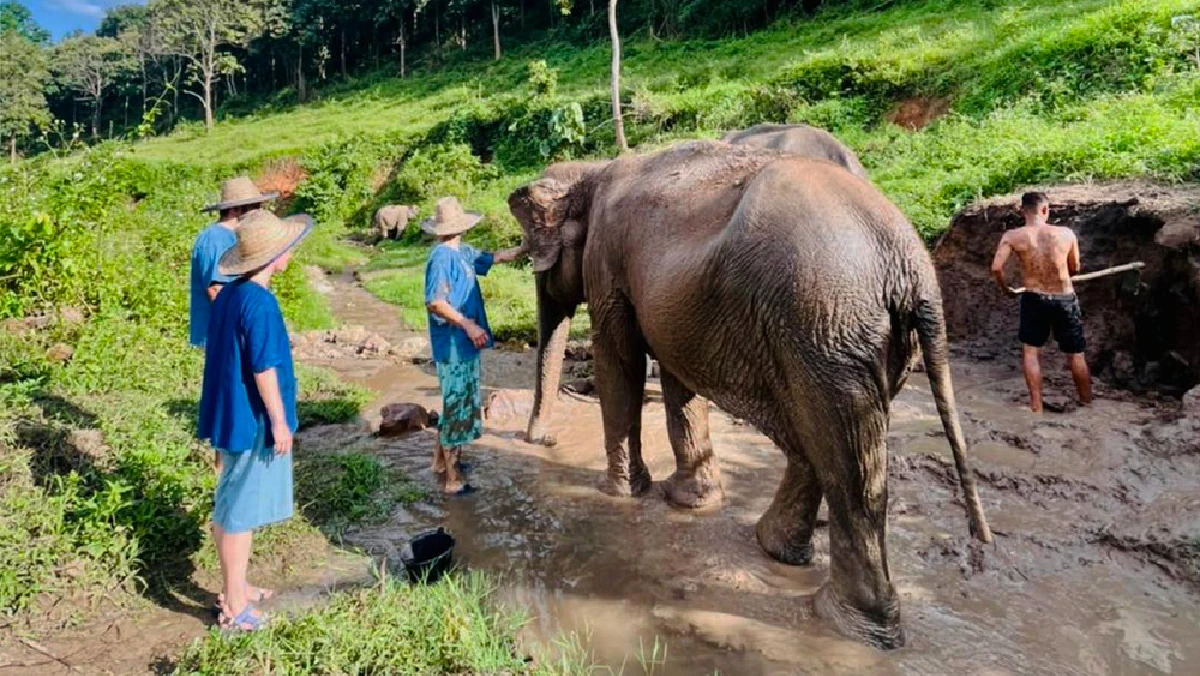 Group of tourists gathering around an elephant in Chiang Mai walking with it 