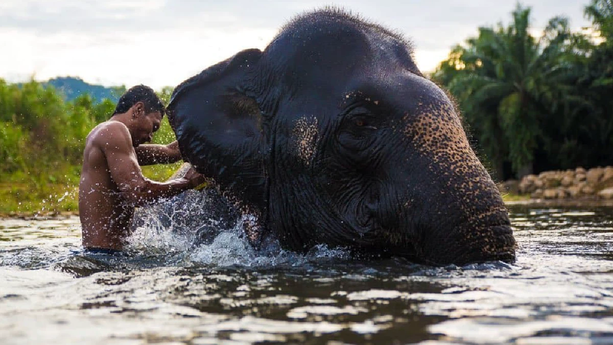 Phang Nga Elephant Park Adventure With Round Trip Transfer