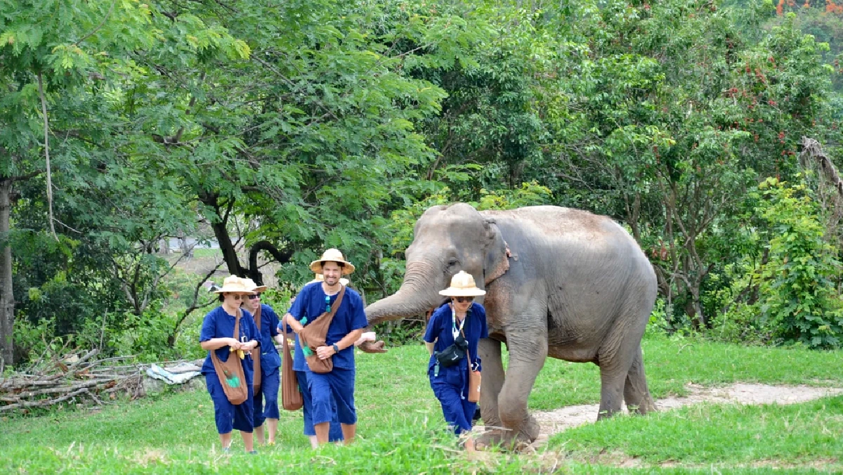 Maesa Elephant camp Chiang Mai