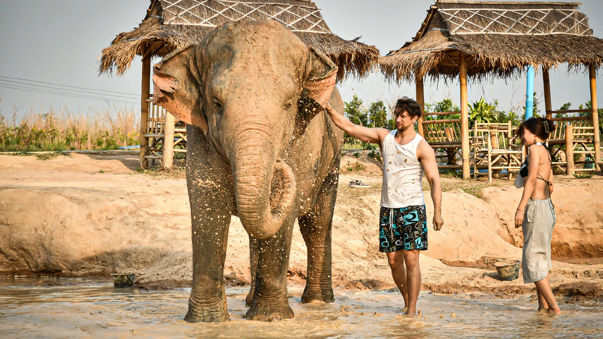 From Bangkok: Pattaya Elephant Care Activity at Elephant Jungle Sanctuary Pattaya