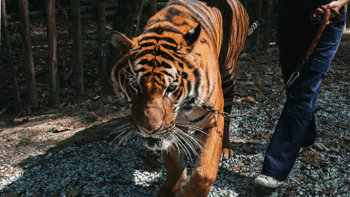 Tiger Topia Zoo Sriracha