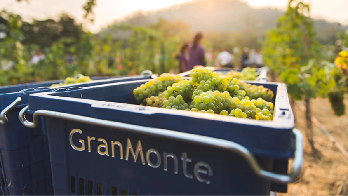 GranMonte Vineyard