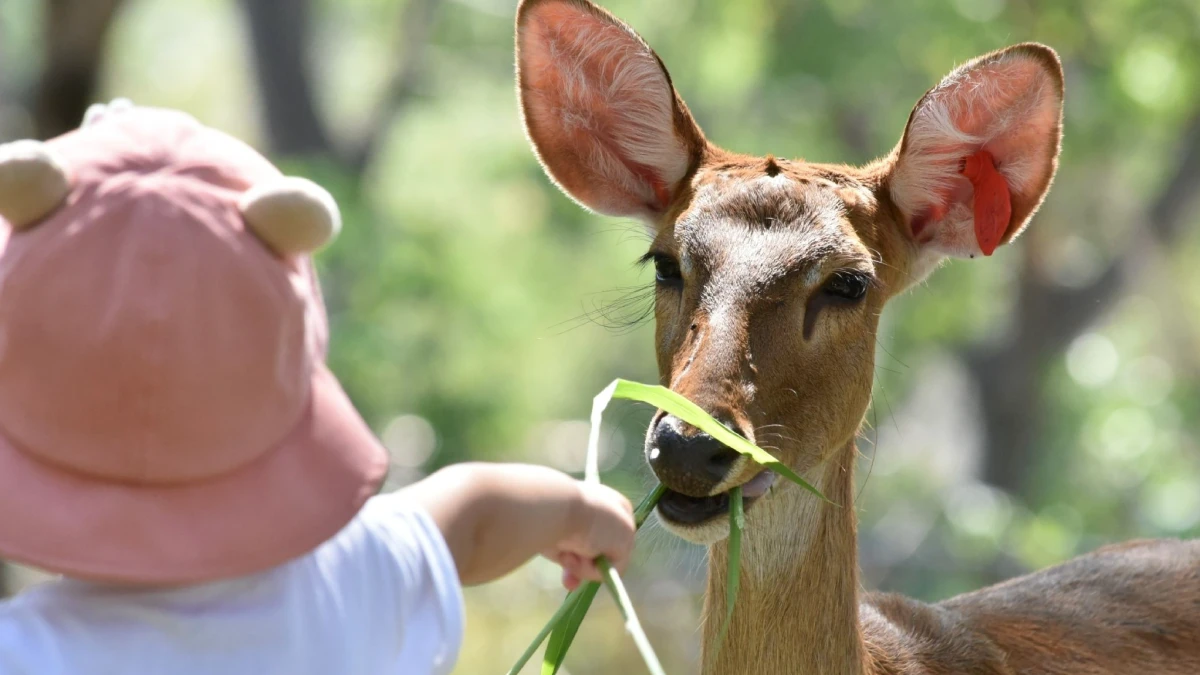 Khao Kheow Open Zoo and Living Green Elephant Care with Transfer from Bangkok